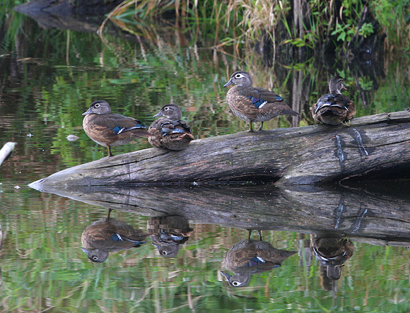 Wood Ducks