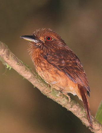 White-wiskered Puffbird - Selva Verde, Costa Rica