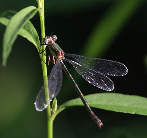 Emerald Spreadwing - female