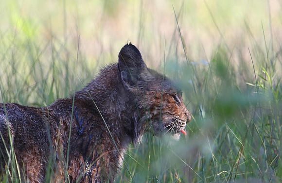 Bobcat - Aransas National Wildlife Refuge, Texas