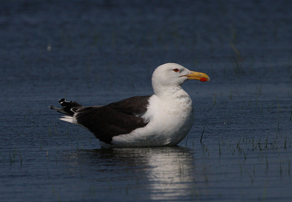 Greater Black-backed Gull
