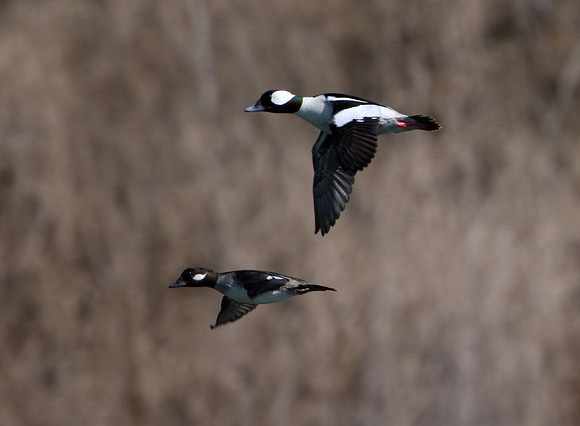 Bufflehead