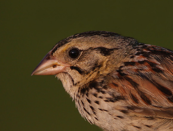 Henslow's Sparrow at Goose Lake Prairie