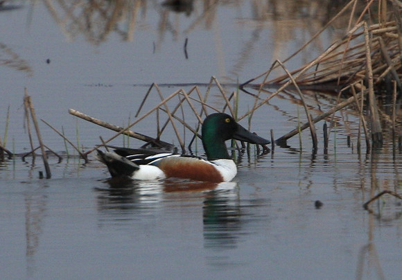 Northern Shoveler