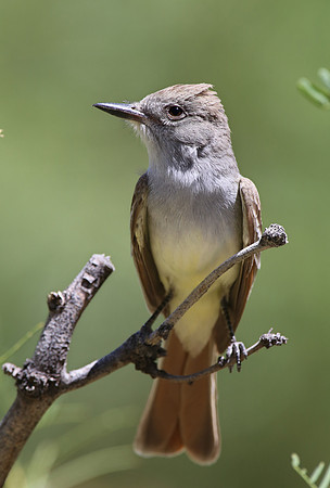 Ash-throated Flycatcher - Big Bend National Park, Texas