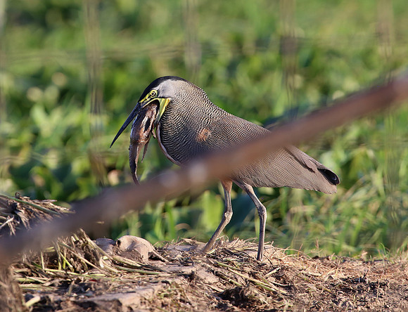 Bare-throated Tiger-Heron - Casa Solimar, Costa Rica