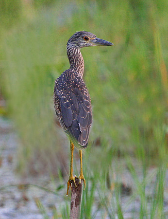 Yellow-crowned Night Heron (Juvenile)