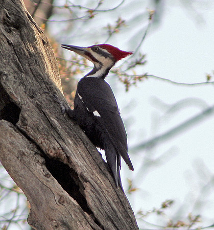 Pileated Woodpecker