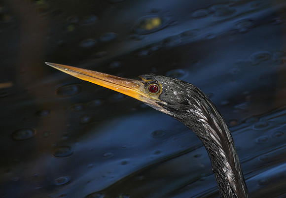 Anhinga - Corkscrew Swamp, Florida