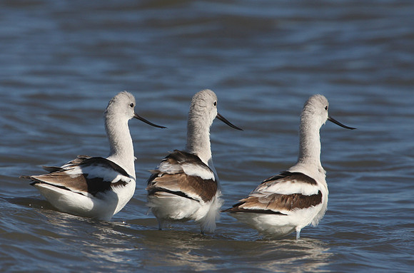American Avocets