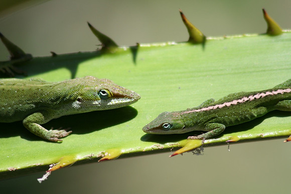 Green Anole
