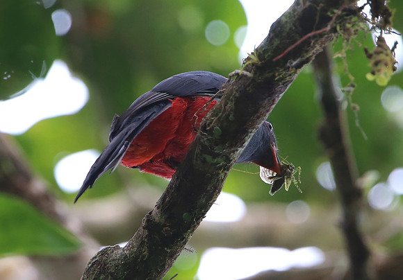 Slaty-tailed Trogon - Laguna Lagarto, Costa Rica