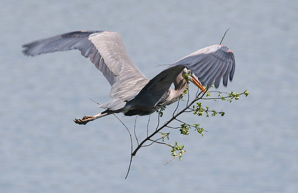 Great Blue Heron Building Nest
