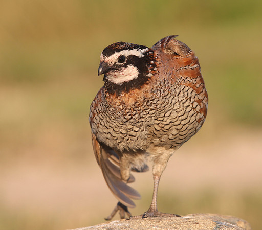 Northern Bobwhite