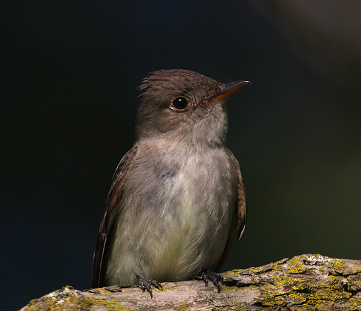 Eastern Wood-Pewee