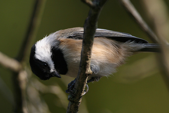 Black-capped Chickadee