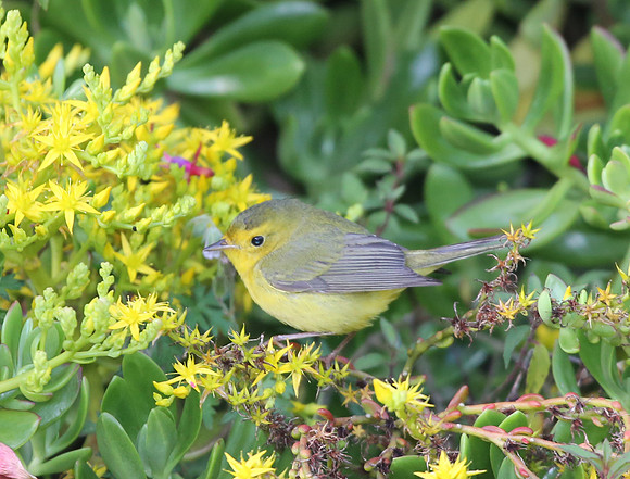 Wilson's Warbler - Costa Rica