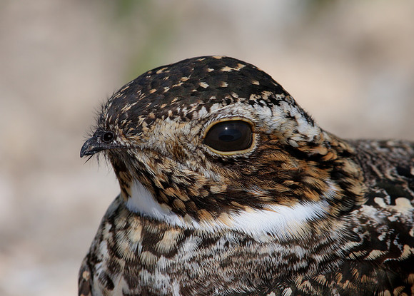 Common Nighthawk Anahuac National Wildlife Refuge, Texas