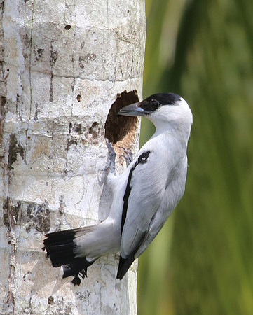 Black-crowned Tityra - Laguna Lagarto, Costa Rica
