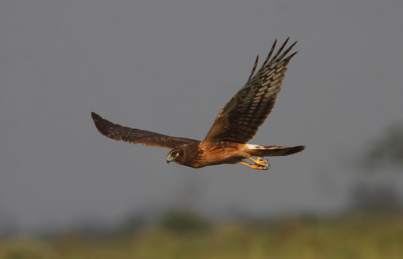 Northern Harrier Anahuac NWR, Texas