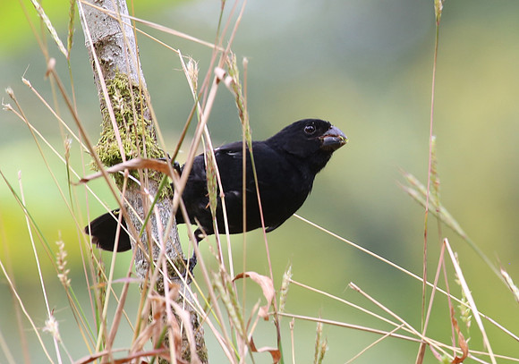 Variable Seedeater - Laguna Lagarto, Costa Rica