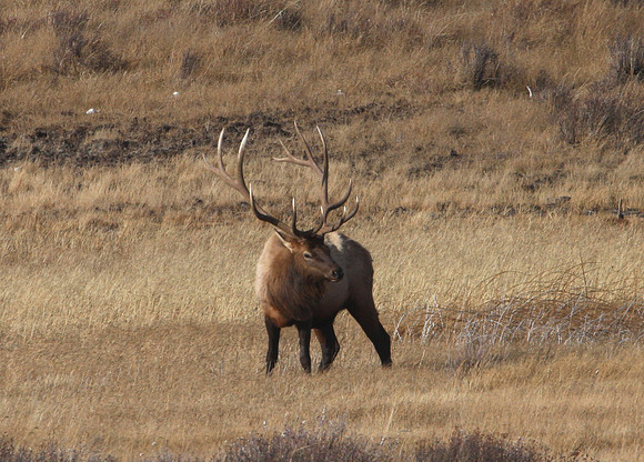 Elk Yellowstone National Park