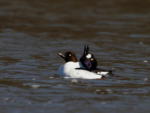 Common Goldeneye (courtship display)