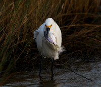 Snowy Egret with prey
