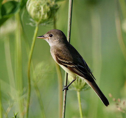 Willow Flycatcher