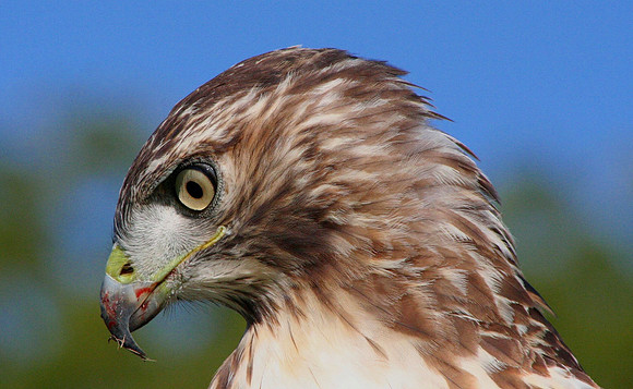 Red-tailed Hawk (After Eating Prey)