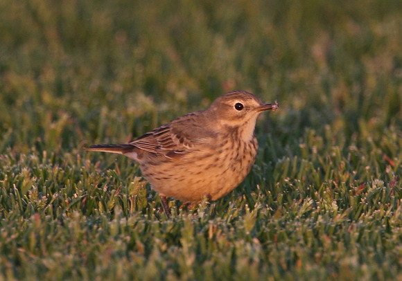 American Pipit with Prey