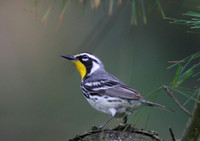 Yellow-throated Warbler