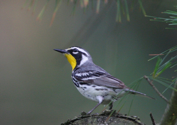 Yellow-throated Warbler