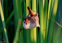 Marsh Wren
