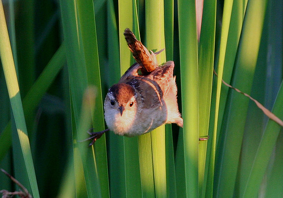 Marsh Wren