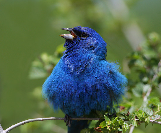 Indigo Bunting