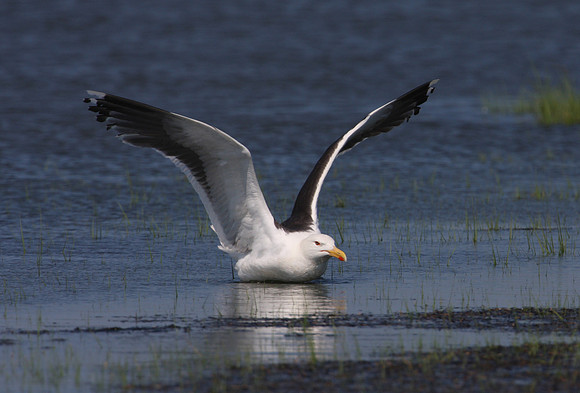Greater Black-backed Gull