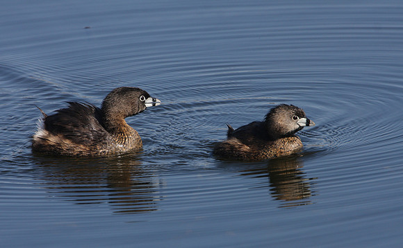 Pied-billed Grebe