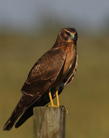 Northern Harrier Anahuac NWR, Texas