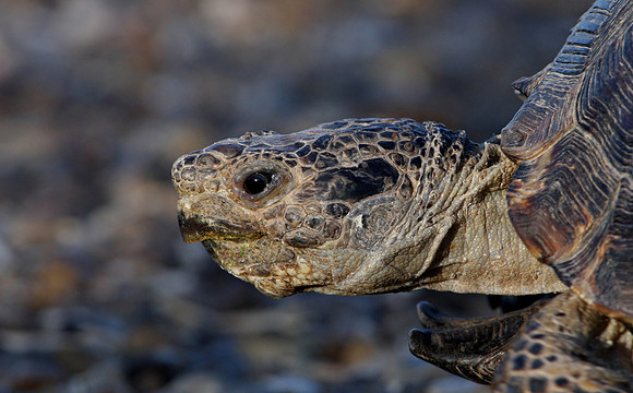 Berlandier's Tortoise