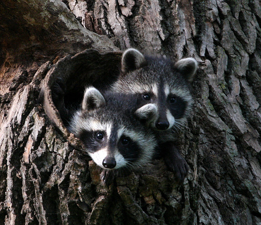 Raccoon