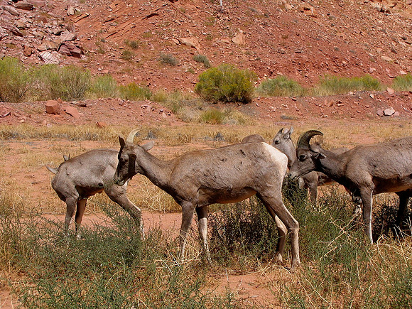 Bighorn Sheep