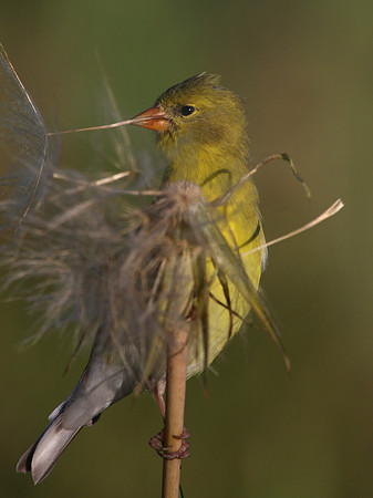 American Goldfinch