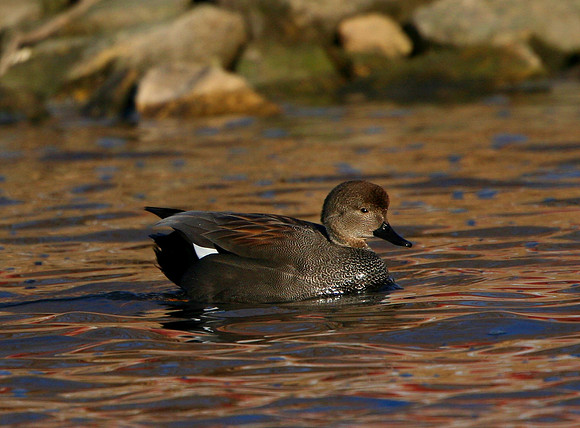 Gadwall