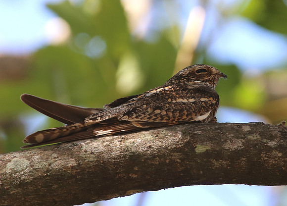 Lesser Nighthawk - Casa Solimar, Costa Rica