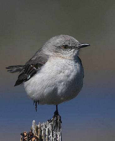 Northern Mockingbird - Big Lagoon, Florida