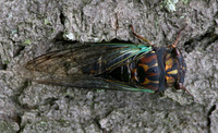 Annual Cicada (spp)