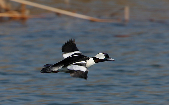 Bufflehead