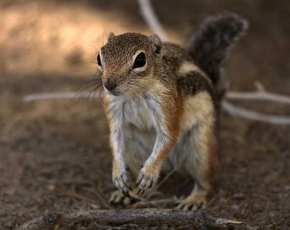 White-tailed Antelope Squirrel