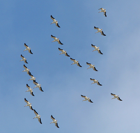 American White Pelicans